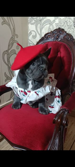 Дівчинка з родоводом WKU