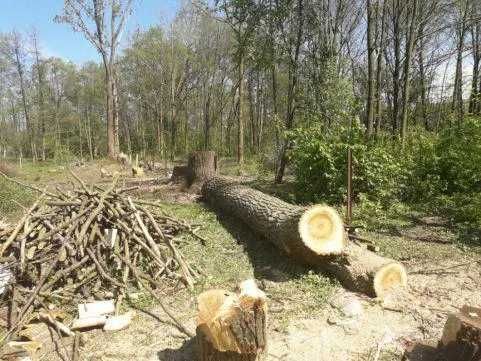 Arborystyczna wycinka drzew