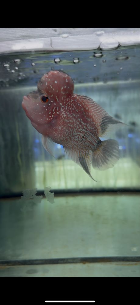 Flowerhorn texas