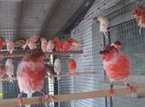 Cedência de várias aves