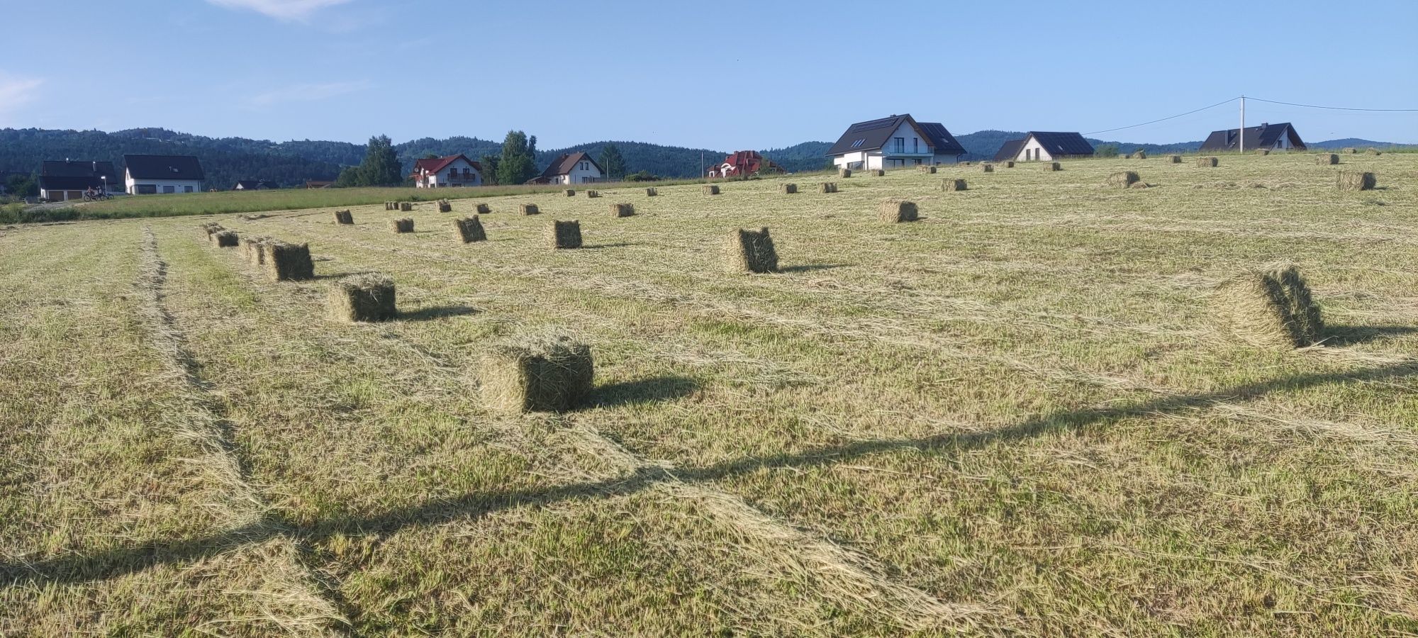 Siano kostka koniczyna czerwiec 2025 zbierane bez deszczu