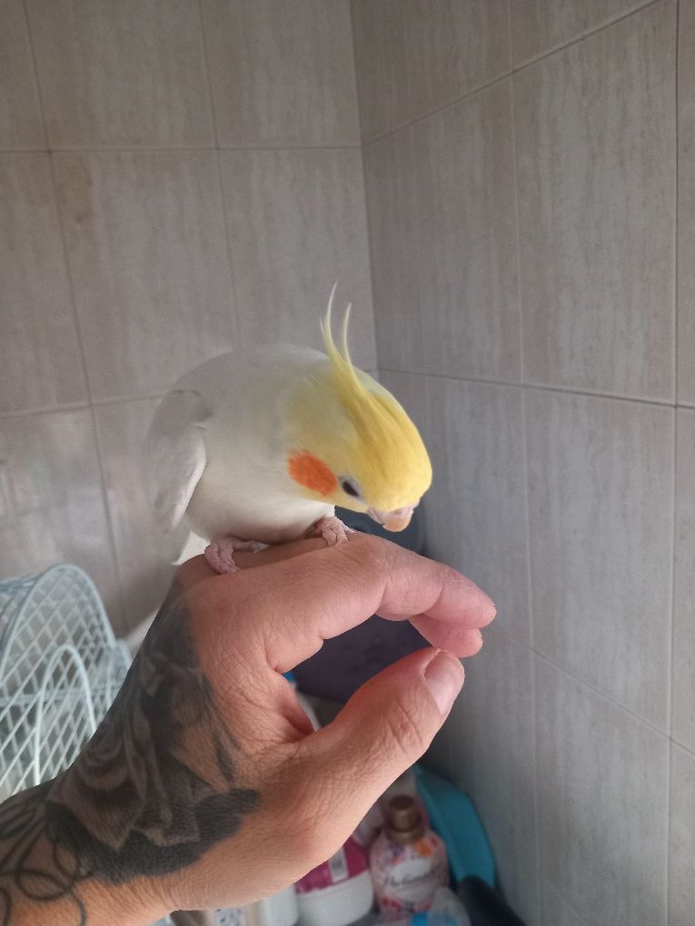 Vendo caturra ainda nova domesticada com gaiola