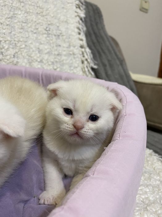 Шотланські котики