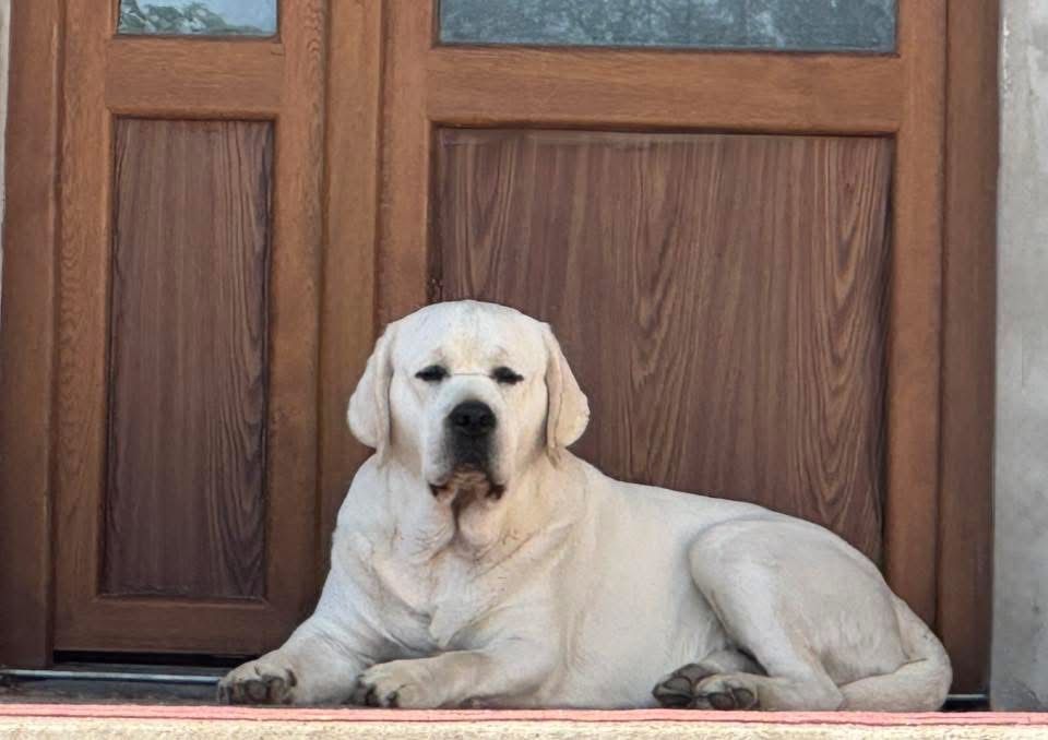 Лабрадор ретривер! Кобель для вязки