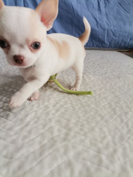 Chihuahua piesek  FCI