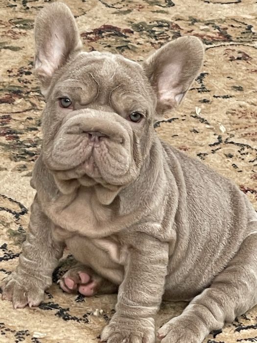 Биг роп новый оттенок изабеллы тан девочка флаффи носитель!ВИП