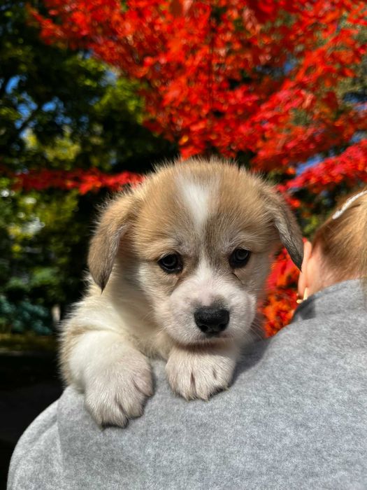 Дівчинки вельш Коргі Пемброк
