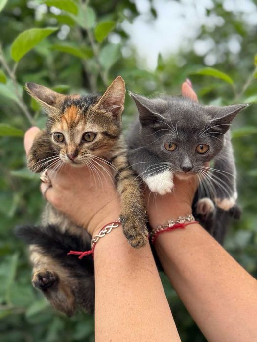 в надежные  руки