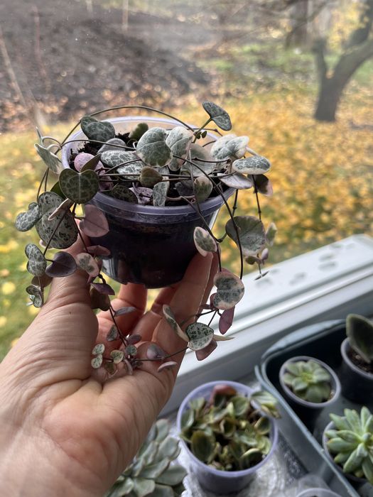 Церопегия вуди, вариегатная