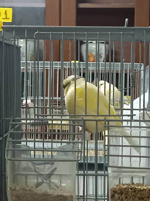 Canários machos e fêmeas