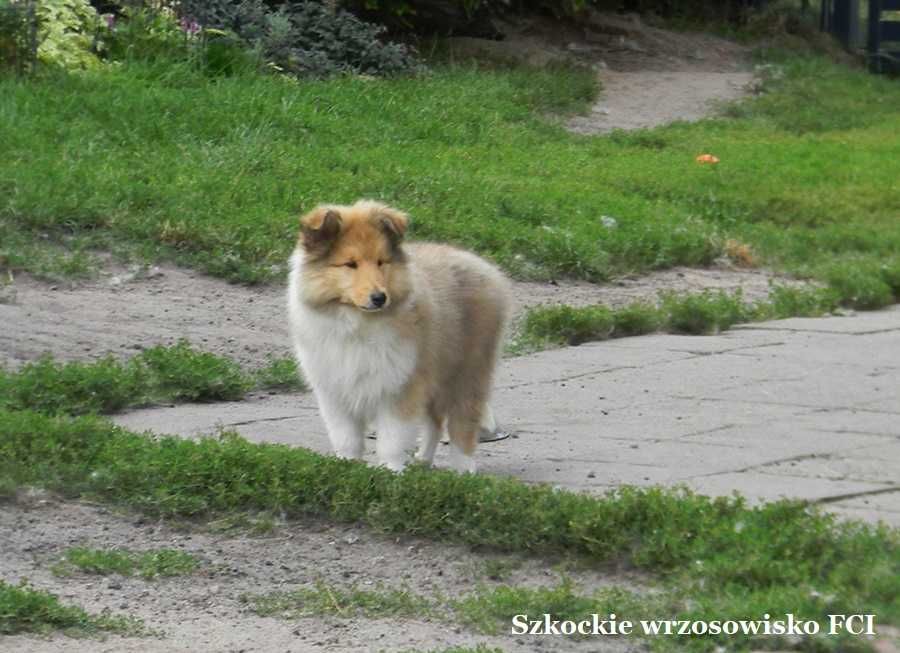 Owczarek szkocki długowłosy collie wolny od MDR i DM - ZKwP/ FCI