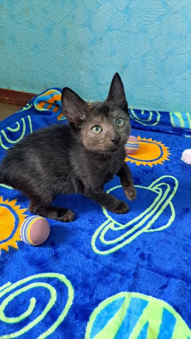 Красиві малюкі до 3х міс ручні