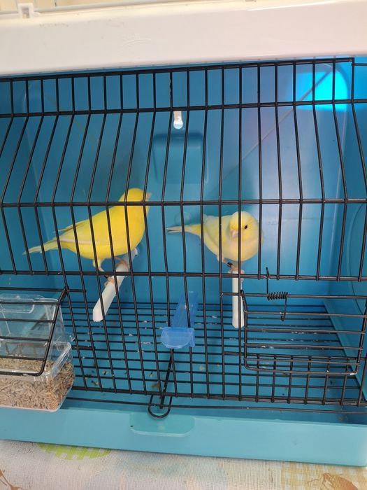 Canarios de qualidade