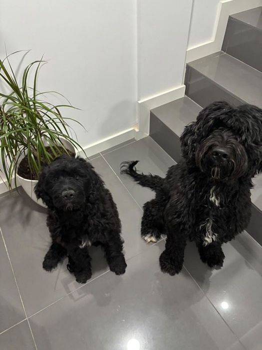 Cão de Àgua Português, Faro