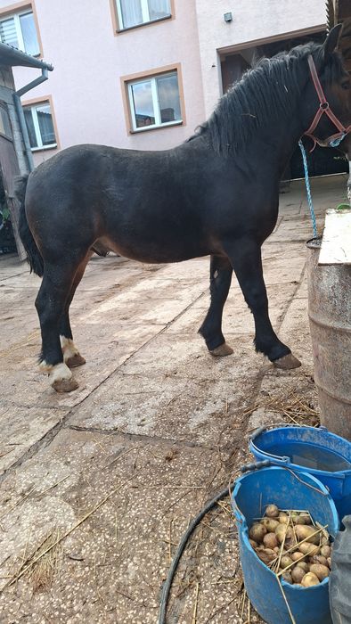 Sprzedam konia zimnokrwisty