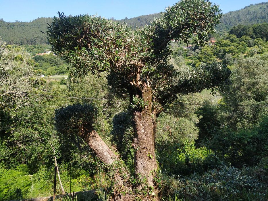 Oliveira para jardim