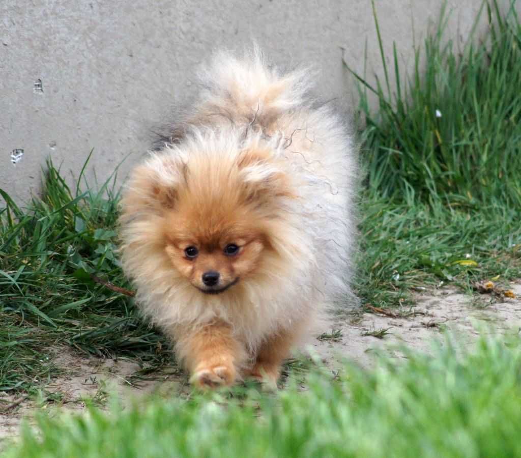 POMERANIAN  FCI - Szpic Miniaturowy PIESEK