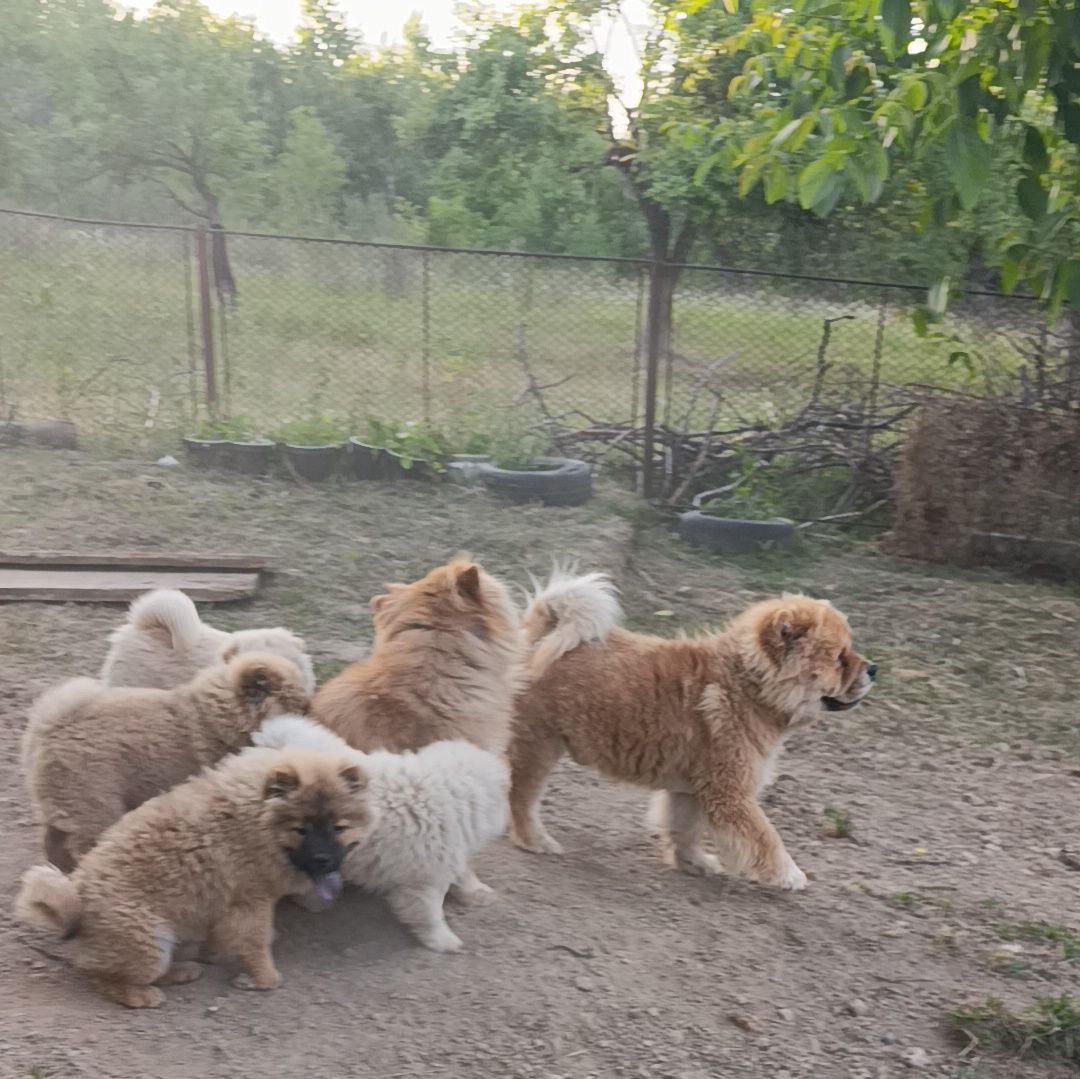 Чау чау питомник