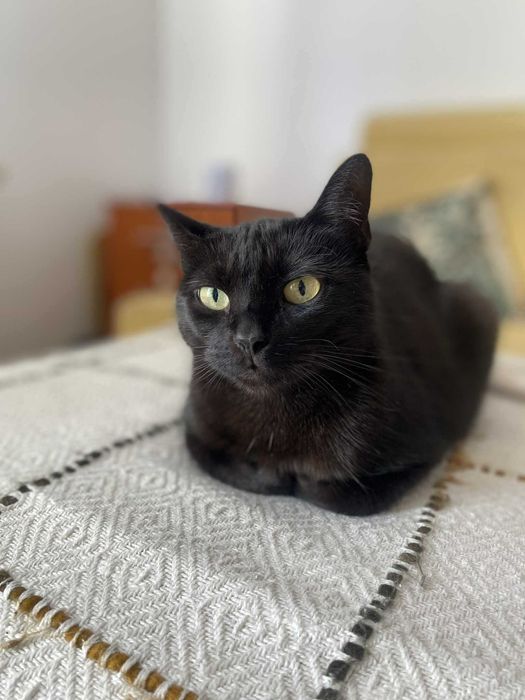 Sana szuka domu! Fundacja "Stawiamy na Łapy"