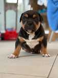 Szczeniak american bully xl