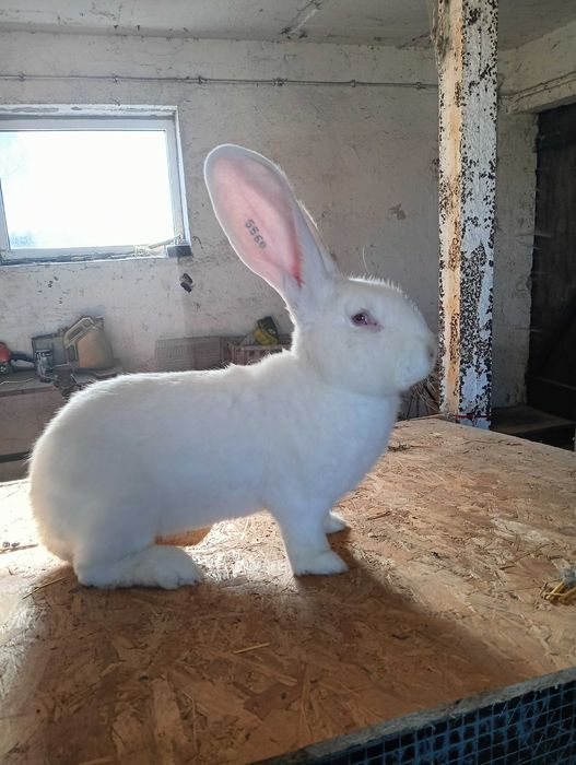 Sprzedam olbrzymy belgijskie