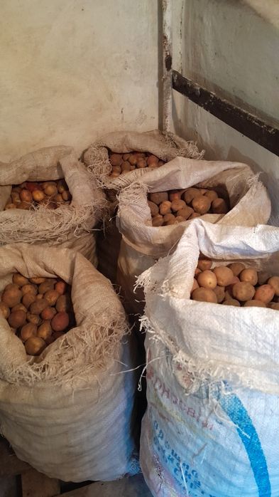 Продам дрібну картоплю