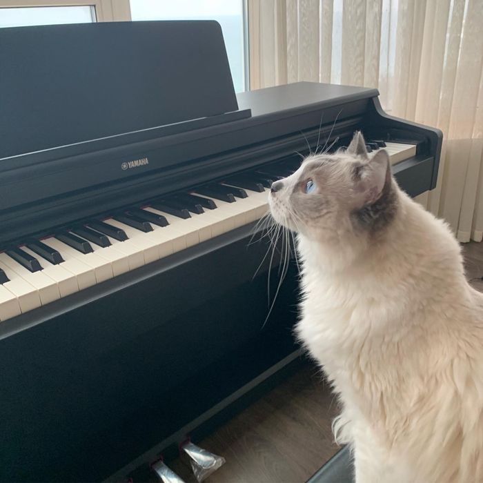 Уроки фортепиано