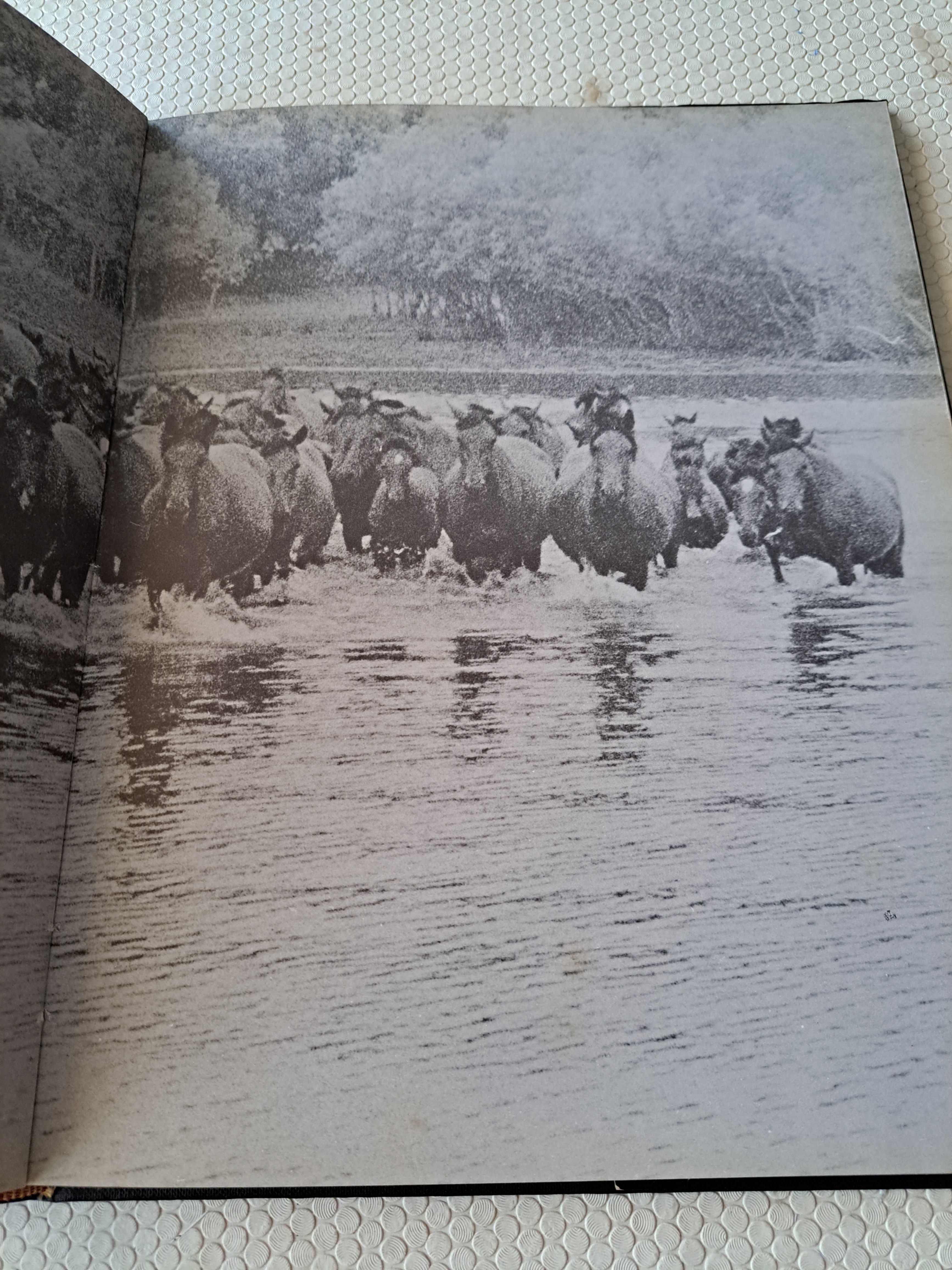 Portugal e os seus cavalos - Jorge Mathias / Carlos Gil e Jorge Barros