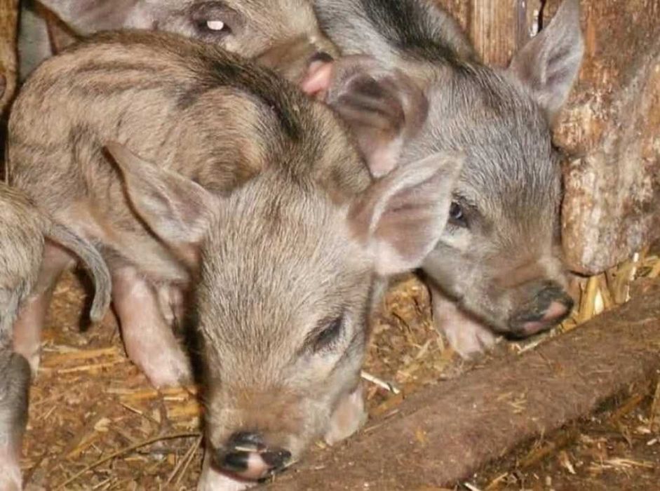 Продам поросят породи Мангал