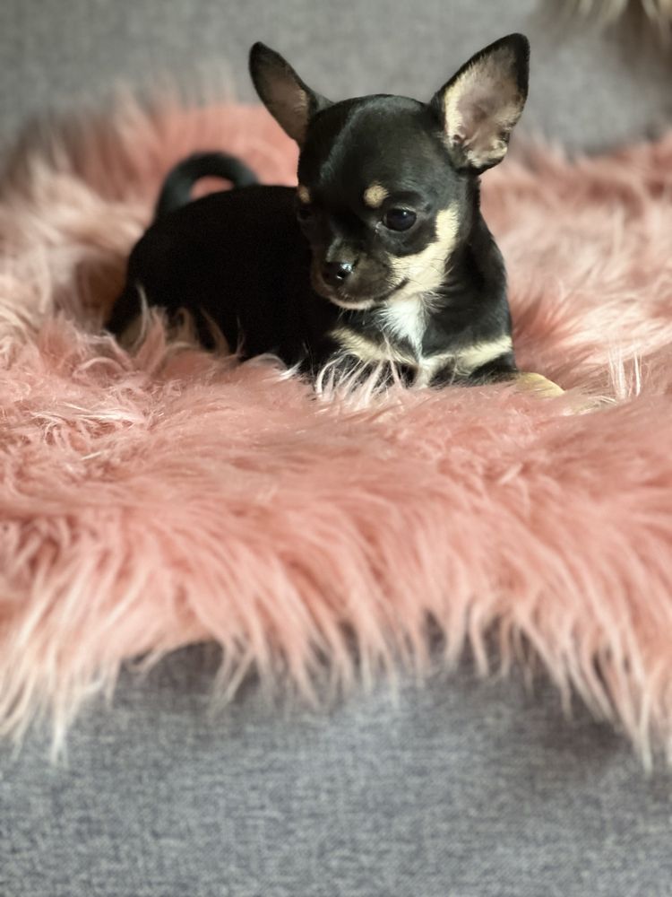 Chihuahua suczka