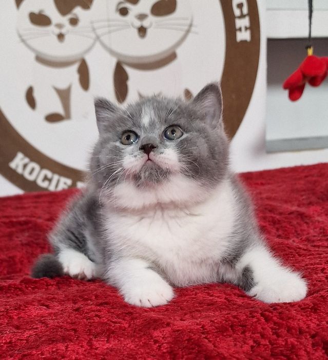 Kot brytyjski bicolor niebieski