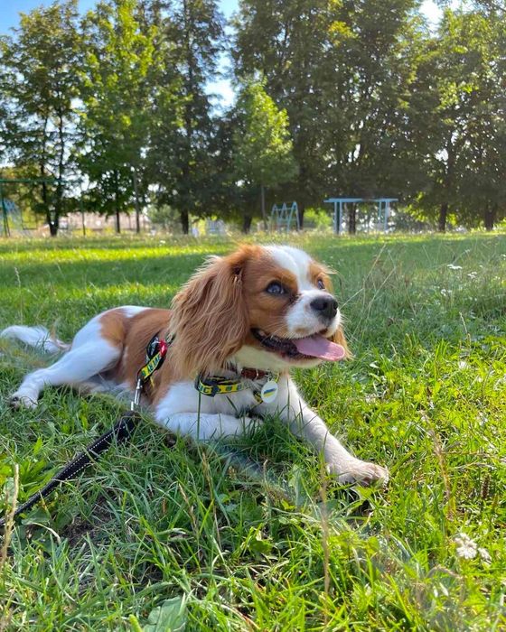 Вʼязка кавалер кінг чарльз спаніель