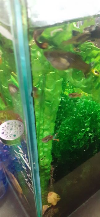 Sprzedam rybki gupiki