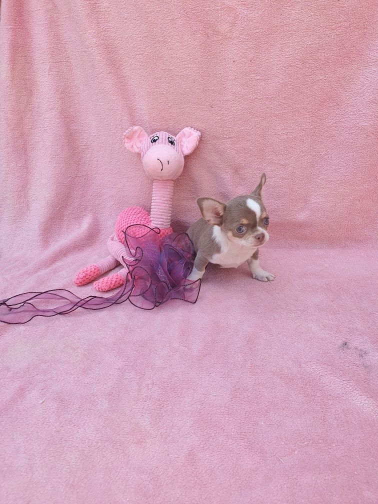 Chihuahua  fêmea mini