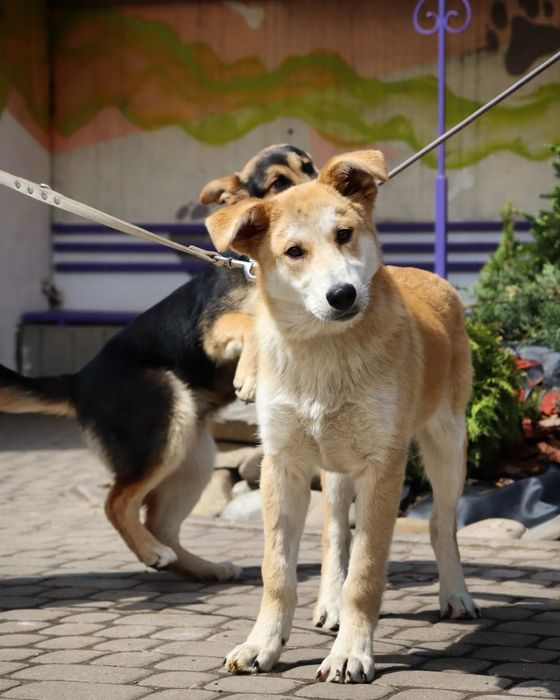 Собака в добрі руки