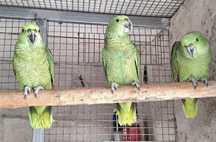 Papagaios, Arara Ararauna e Guarubas