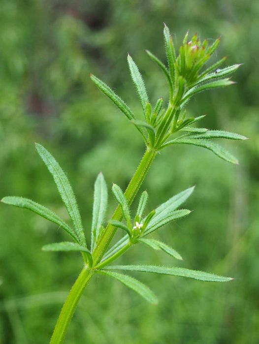 przytulia czepna, świeże ziele, surowiec 1kg EKO