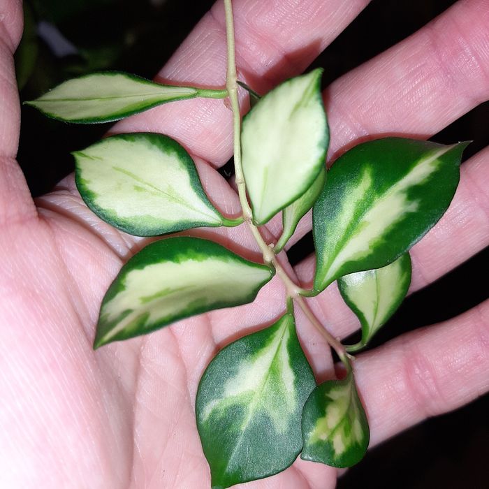 Hoya heuschkeliana