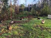 Vende-se Cabras anãs