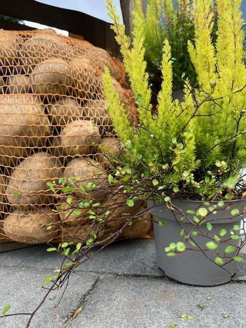 Ziemniaki ,odmiana Soraja