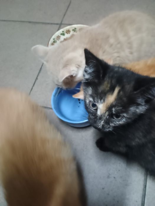 Oddam koty 3 miesięczne