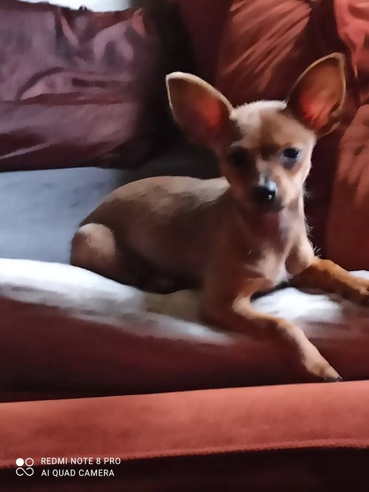 Pinczer miniaturowy xxs Szczeniak, Piesek