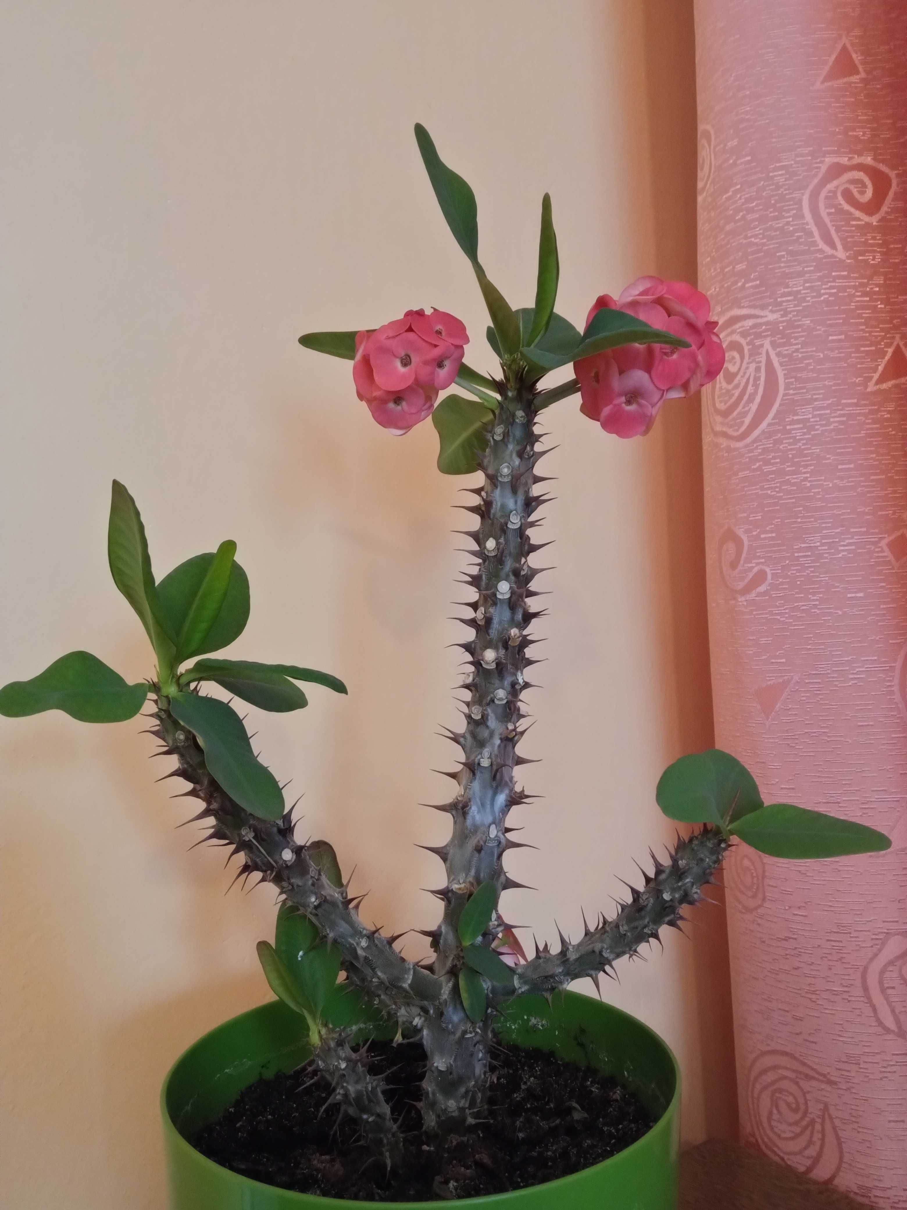 Korona cierniowa Wilczomlecz lśniący kwiat roślina sukulent kaktus