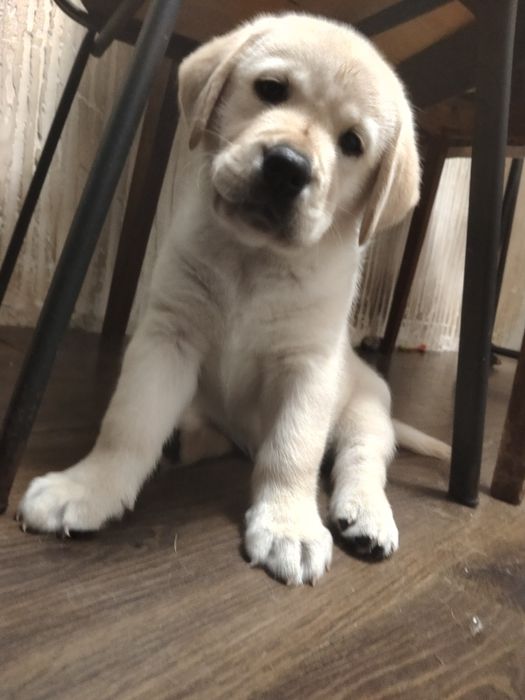 Щенки лабрадора ретривера