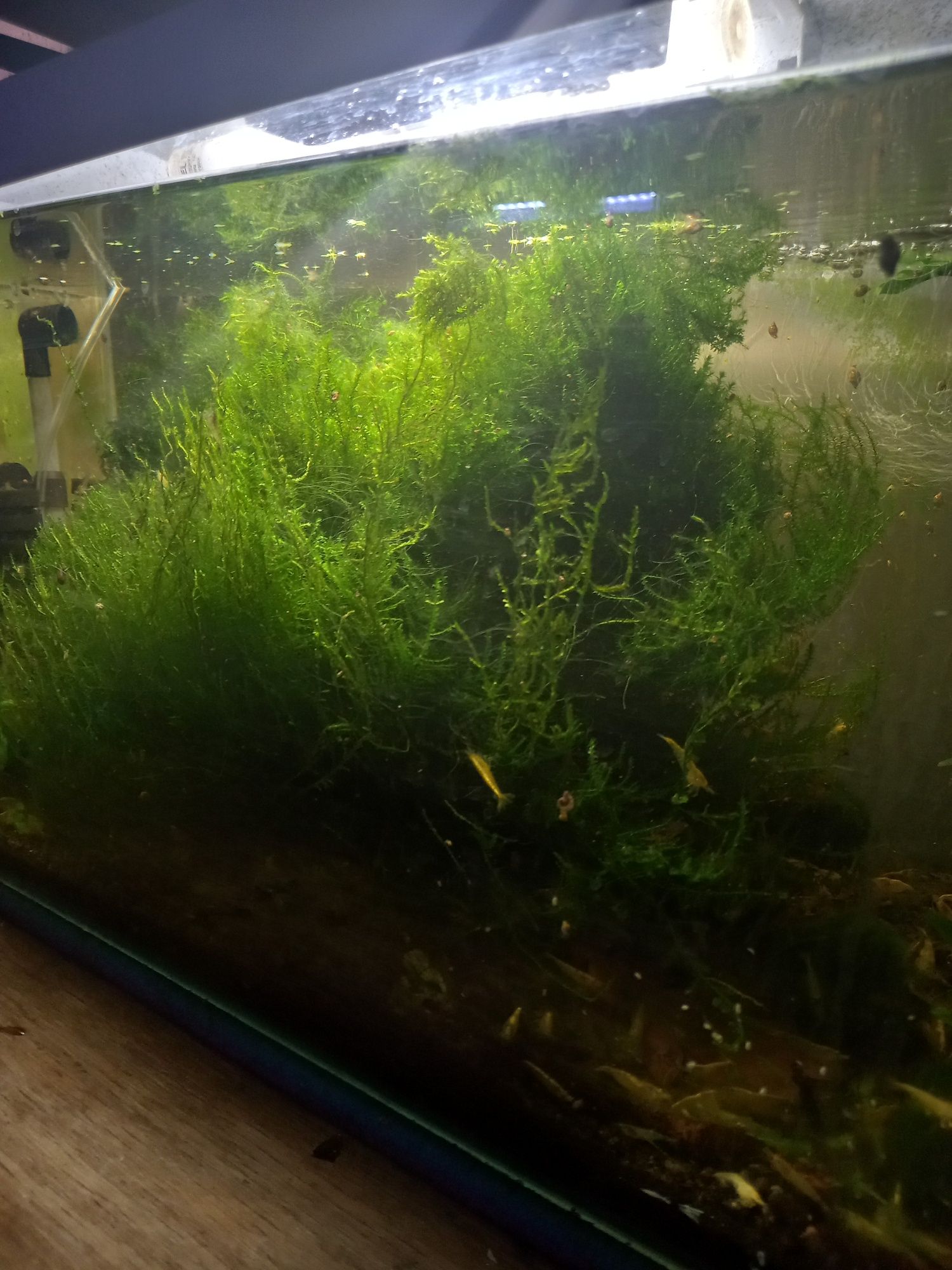 Mech do krewetkarium akwarium