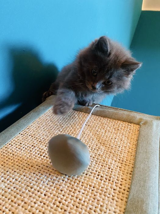 Kotek brytyjczyk długowłosy