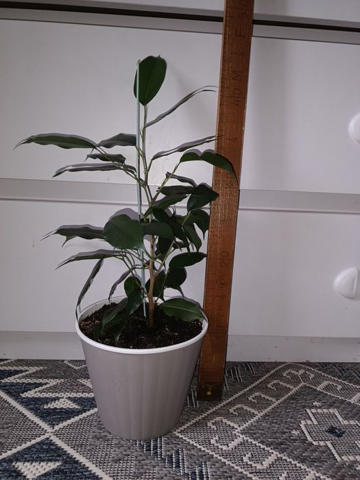 Продам   юкку  та фікуси.Поштою не відправляю !!!