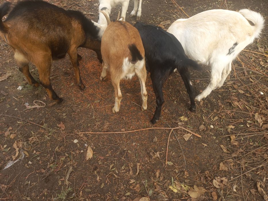 Продам кози козенят.