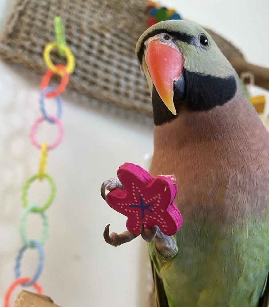Розовогрудый (ожереловый)умный попугай,ожереловый  выкормыш