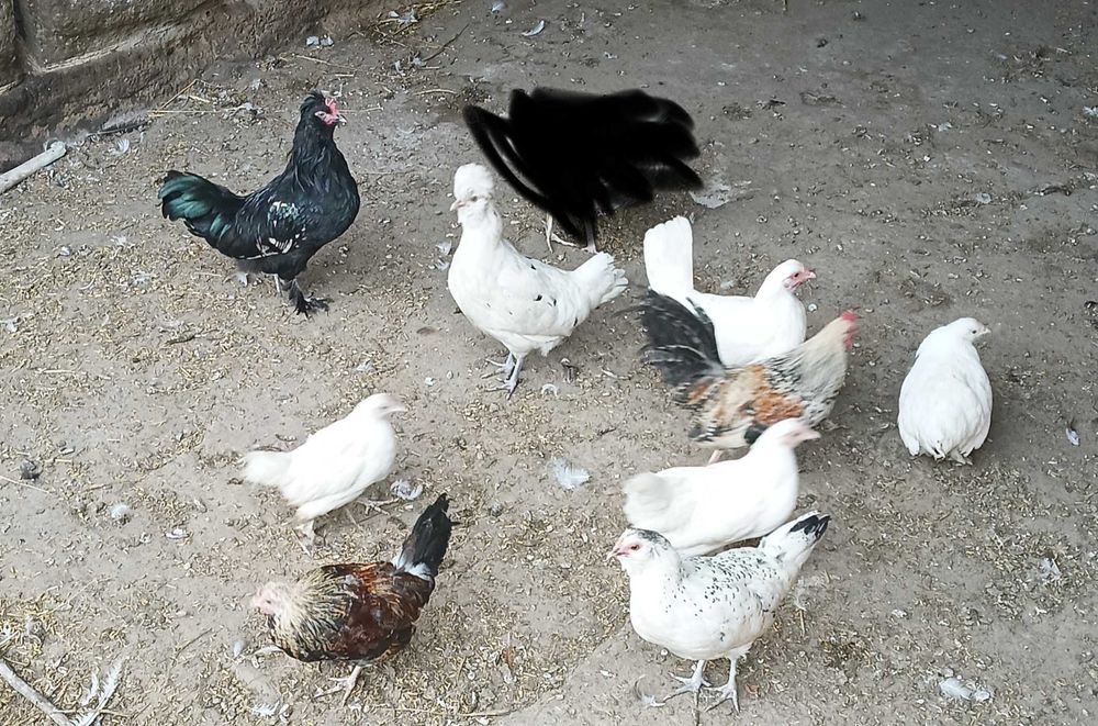 Sprzedam kury i koguty liliputki